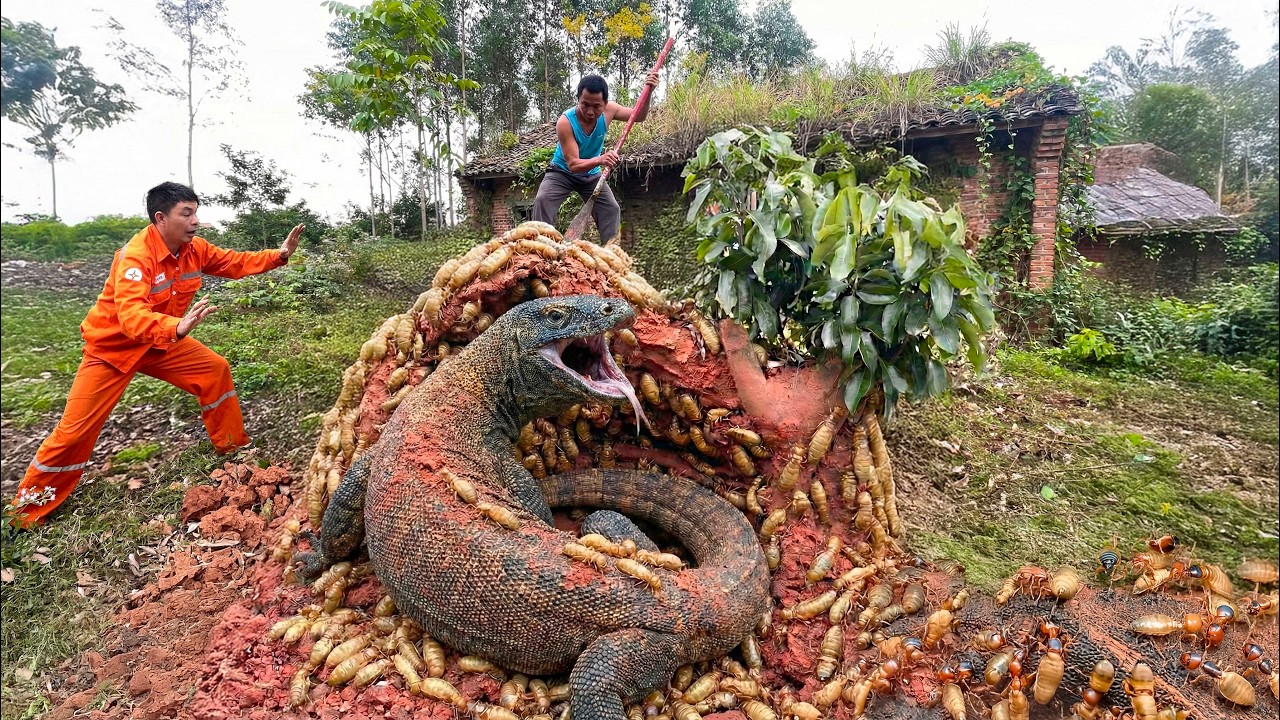 Giant Lizard Attacks Termite Nest In Abandoned House. The hunt for the dangerous giant lizard!
