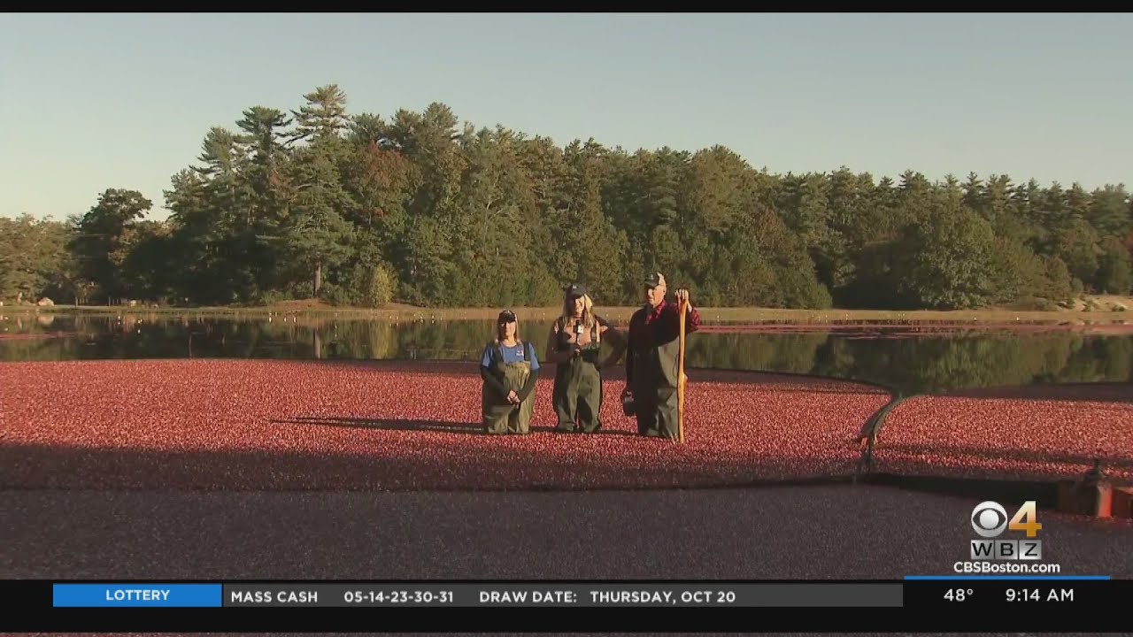 Cranberry bog tours now open in southeastern Massachusetts