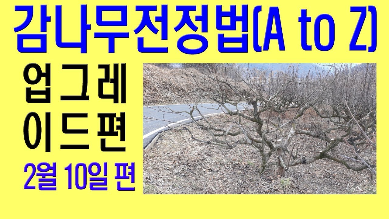 감나무가지치기방법(업그레이드편) 단감나무전정 정지 방법