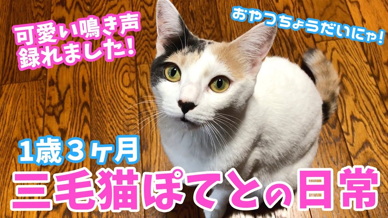 「可愛い鳴き声録れました！」１歳３ヶ月・三毛猫ぽてとの日常
