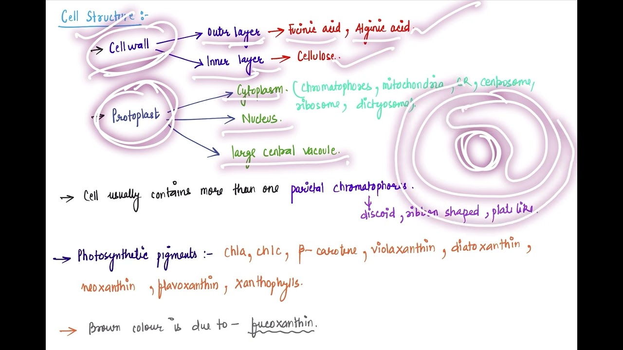 General characters of phaeophyta #botany #biology #neet #chemistry #neetbiology #ncert #biologia