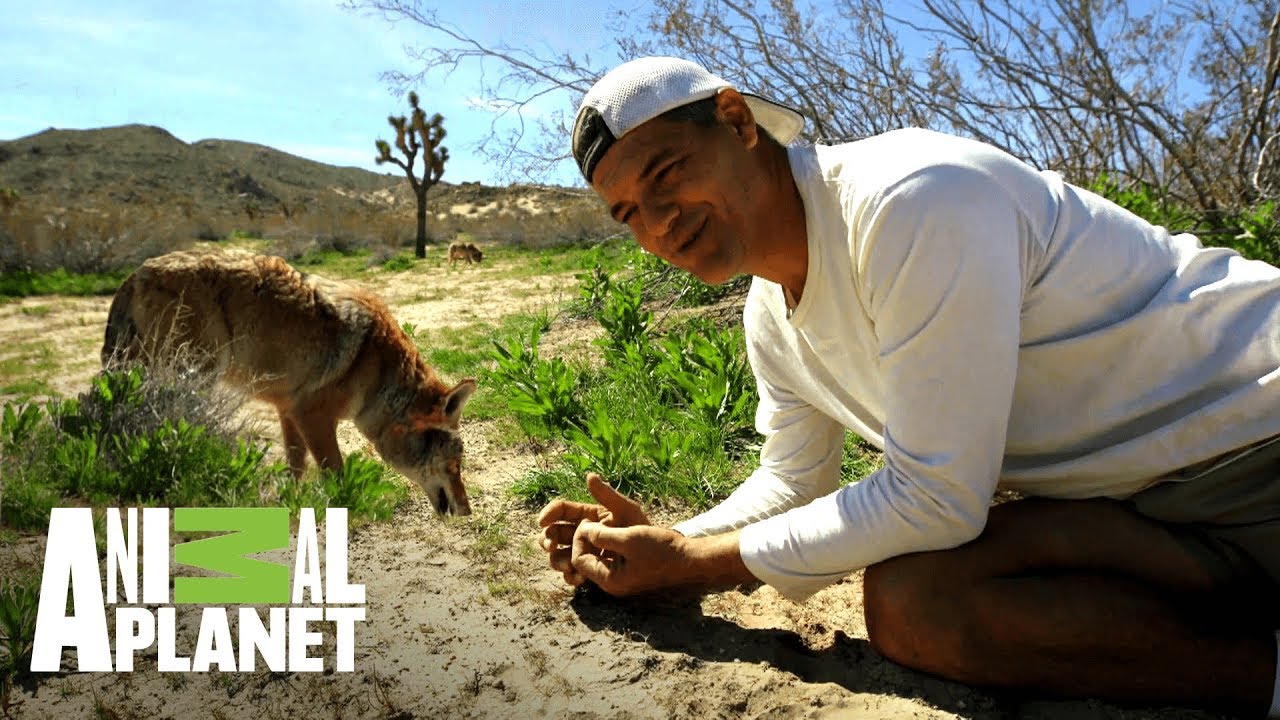 La diferencia entre lobos y coyotes | Wild Frank en California | Animal Planet
