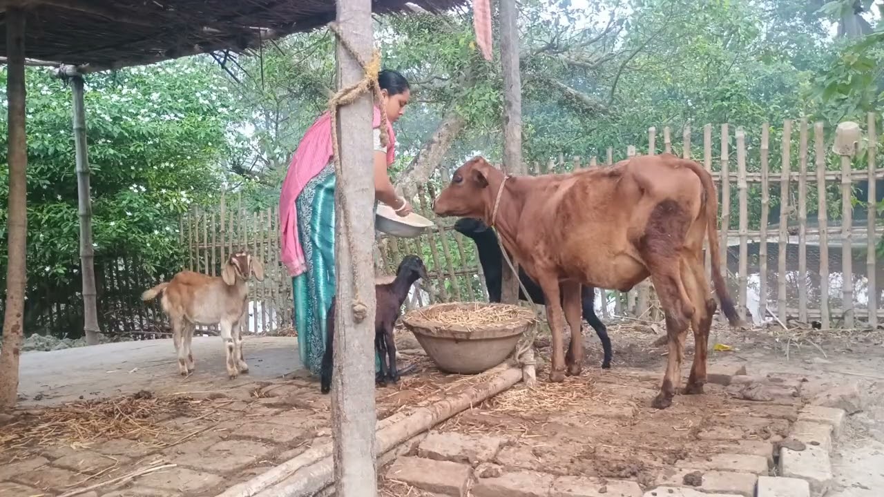 আমি তোমাদের নতুন বন্ধু তাই বলছি আমার পরিবারে একবার এসো ভালো লাগবে 