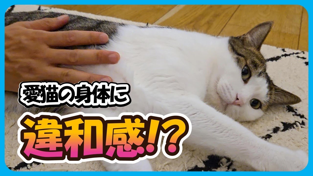 お腹マッサージ中に違和感!? 兄猫のチクビがちょっと変かも…