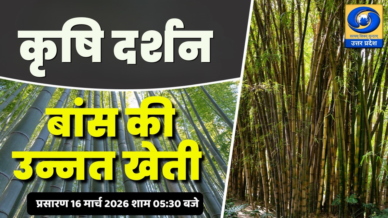 🔴बांस की उन्नत खेती | कृषि दर्शन | Krishi Darshan | DDUP