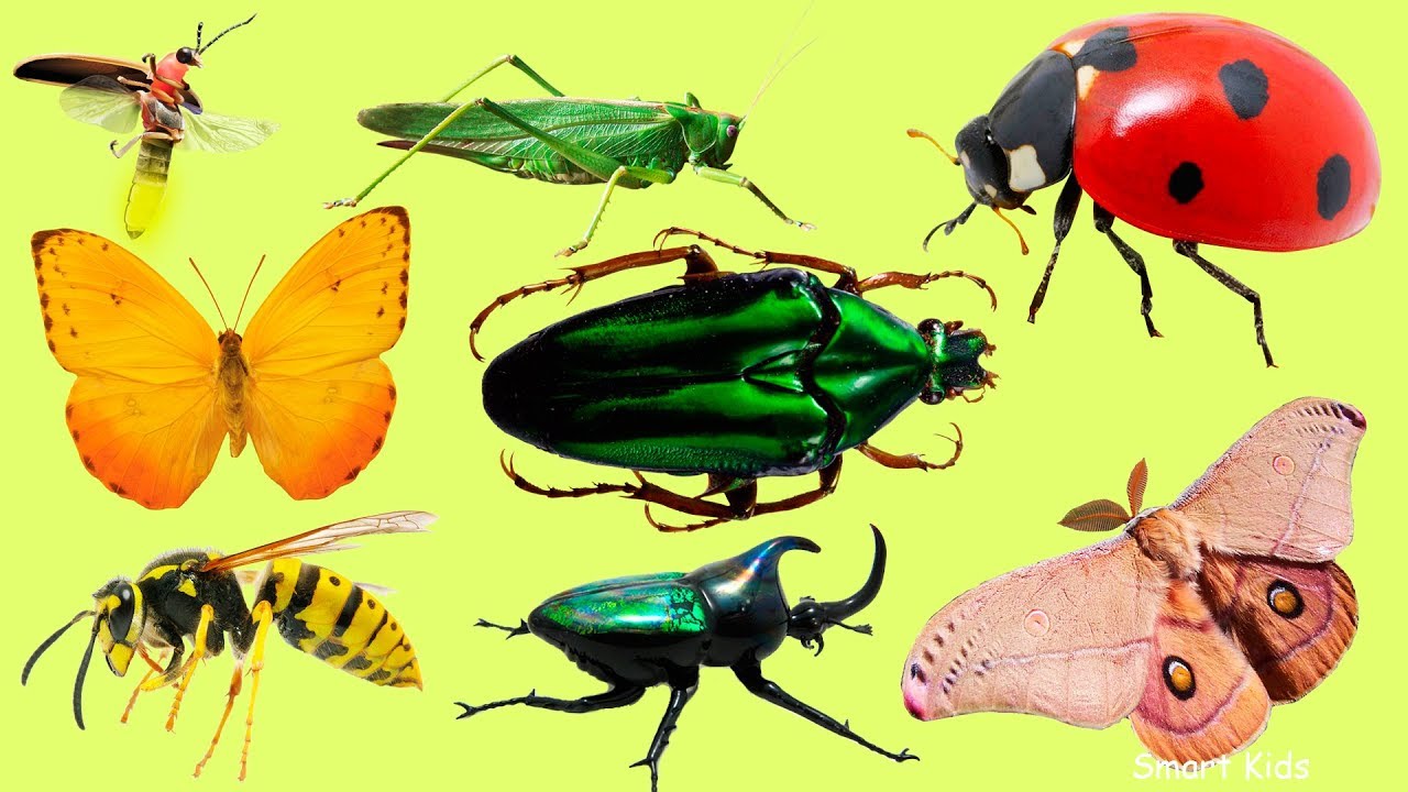 Learn Insect Names in English 🐞🦗 | Can You Recognize Them All?