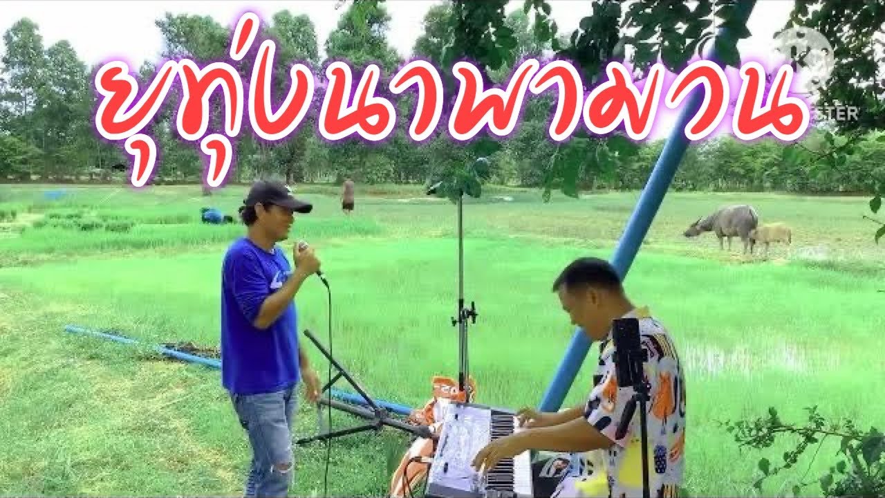 ทุ่งนาพามวน#อาจารย์ดาวสตาร์มิวสิค 081-9971060
