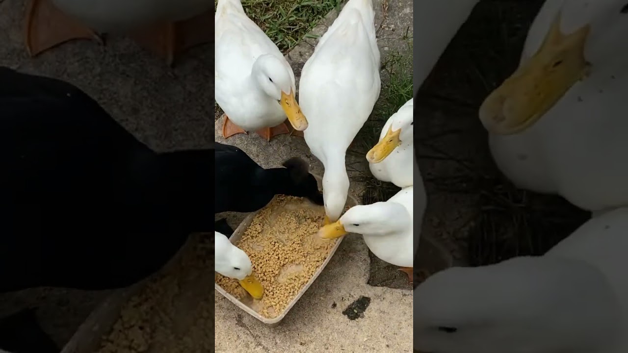 3 things I do every morning to take care of my ducks!!! #shorts