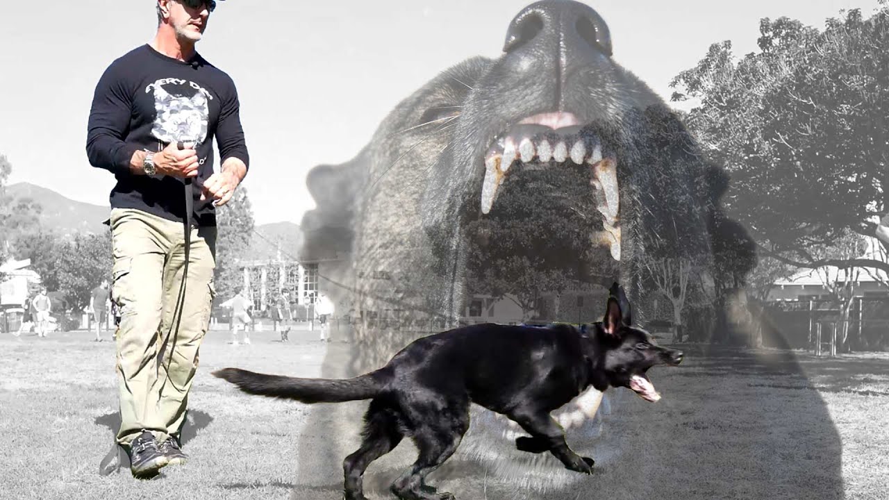 Training an Aggressive German Shepherd around Other Dogs