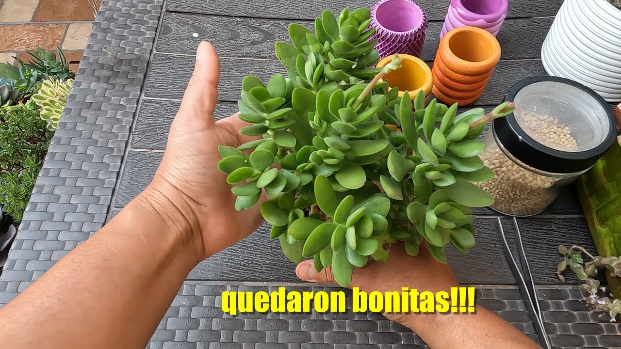 ¡Así quedaron mis suculentas! 🥰| Planta Me