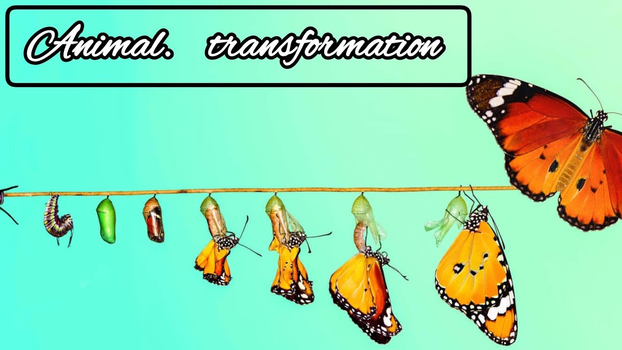 Amazing Animal Transformations: Growing Up