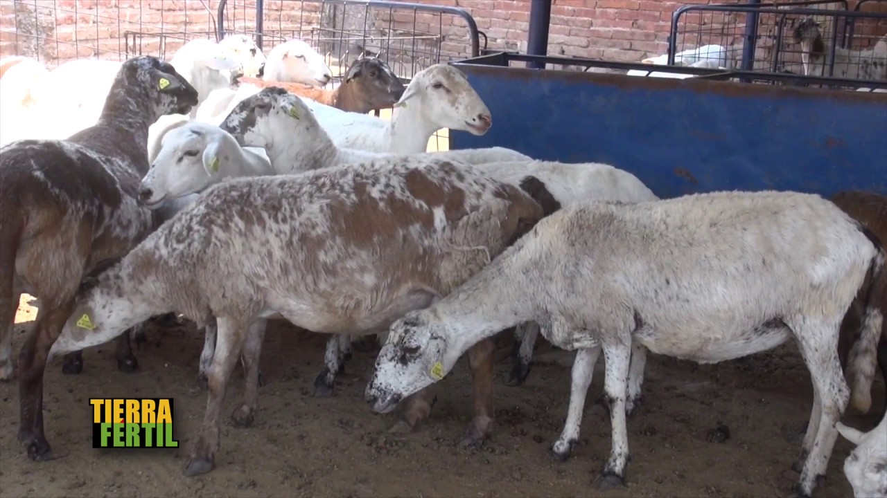 TIERRA FÉRTIL TV-CRIANZA Y VALOR AGREGADO EN LA PRODUCCIÓN DE BORREGOS (13.05.17)