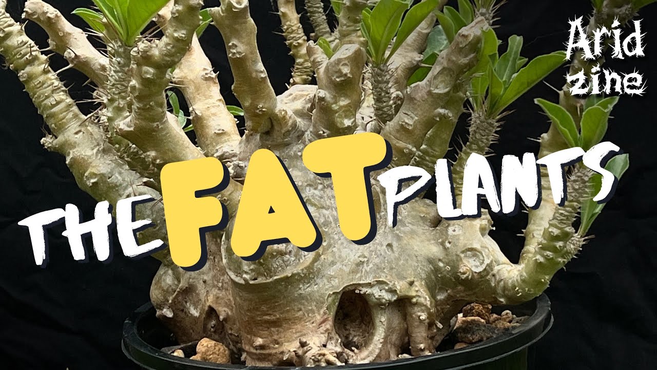 Growing rare caudex plants: a guide to the girthiest of plants