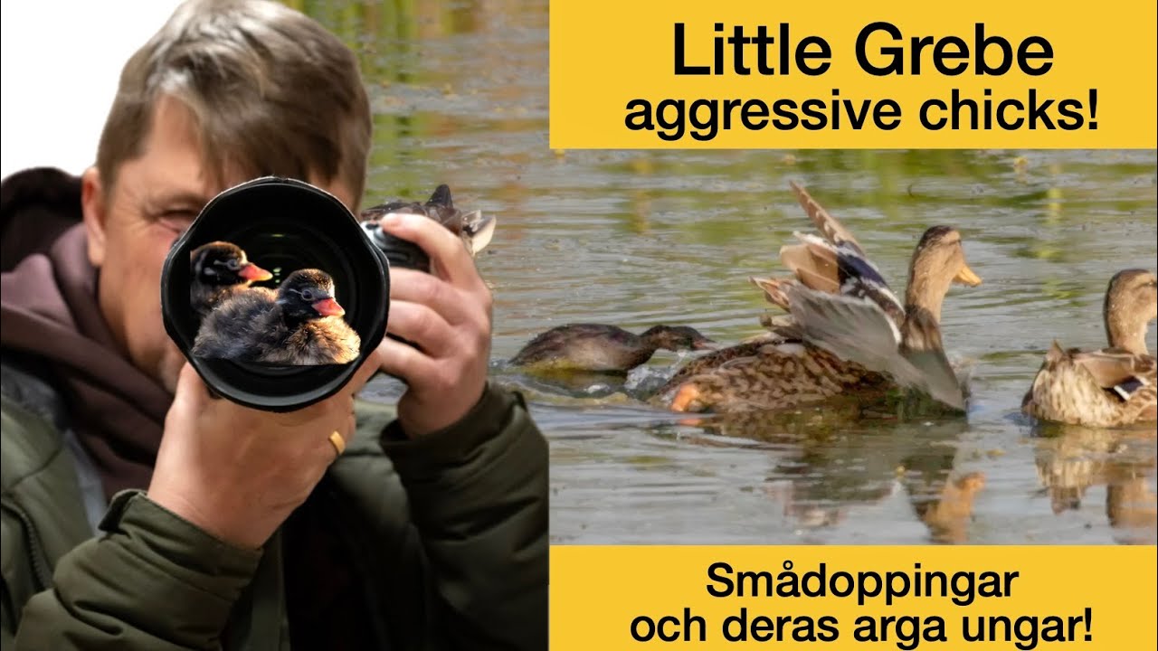The Little Grebe and the aggressive chicks.