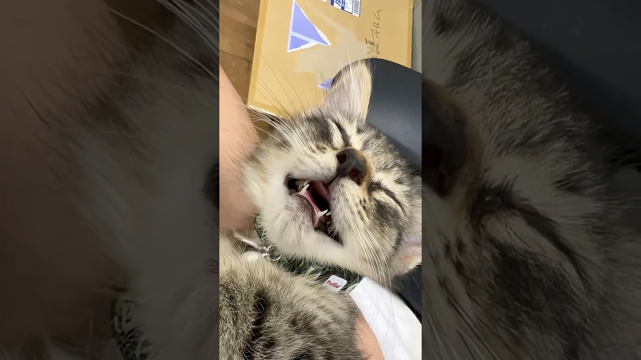 眠くても返事をする保護猫がかわいい