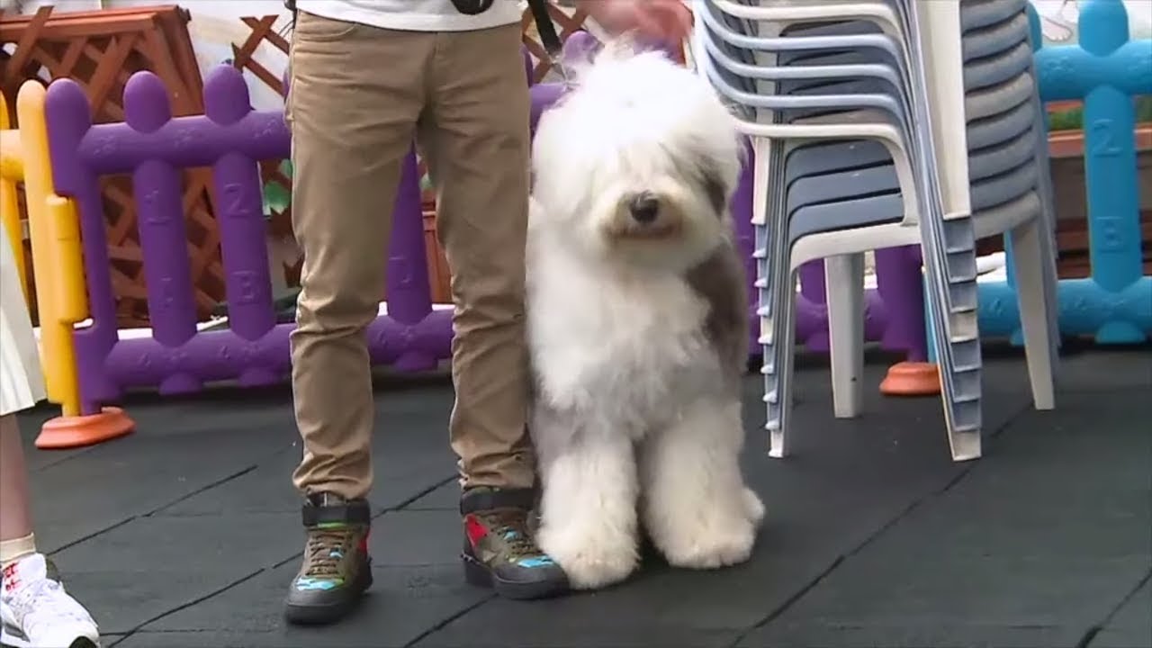 巨型古代牧羊犬曳到飛起 煉狗術師Eric Ko教用狗繩、零食馴犬 (寵物狗救星 - 超級馴犬師 - EP08-1)