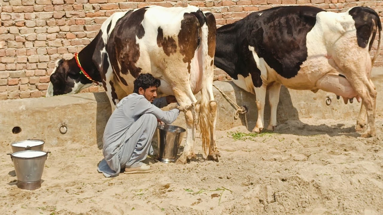 Cross cow 3-1- 2026-(03198651651) 
