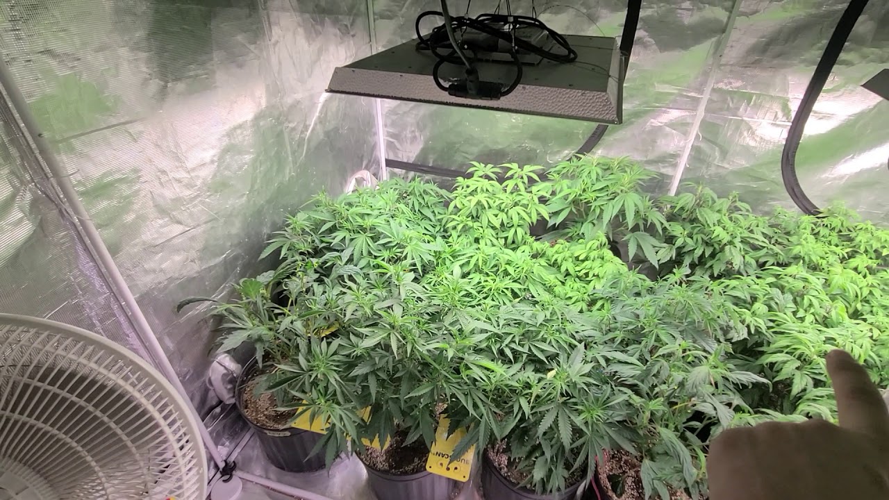 5 week veg in the 8x8 gorilla tent