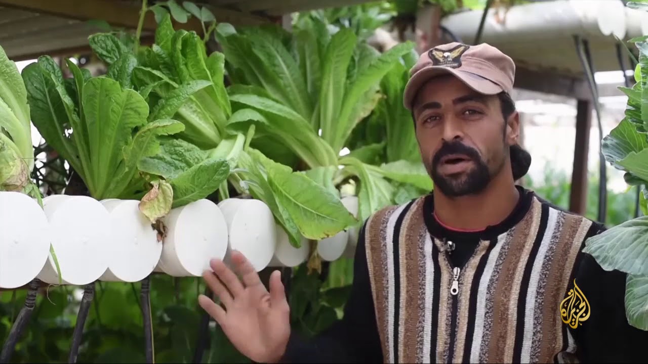 هذا الصباح - قرية مصرية تواجه البطالة بالزراعة المائية