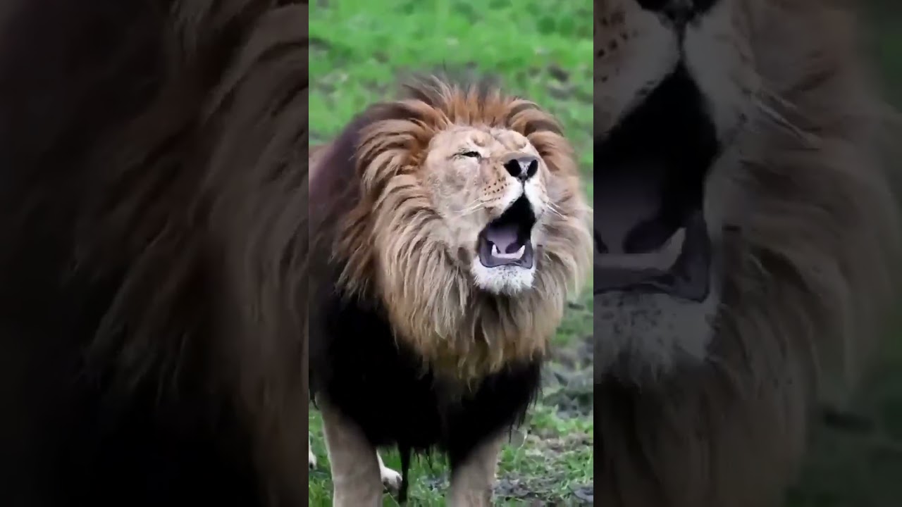 Best Roaring Lion 🔉 #animals #wildlife #lion