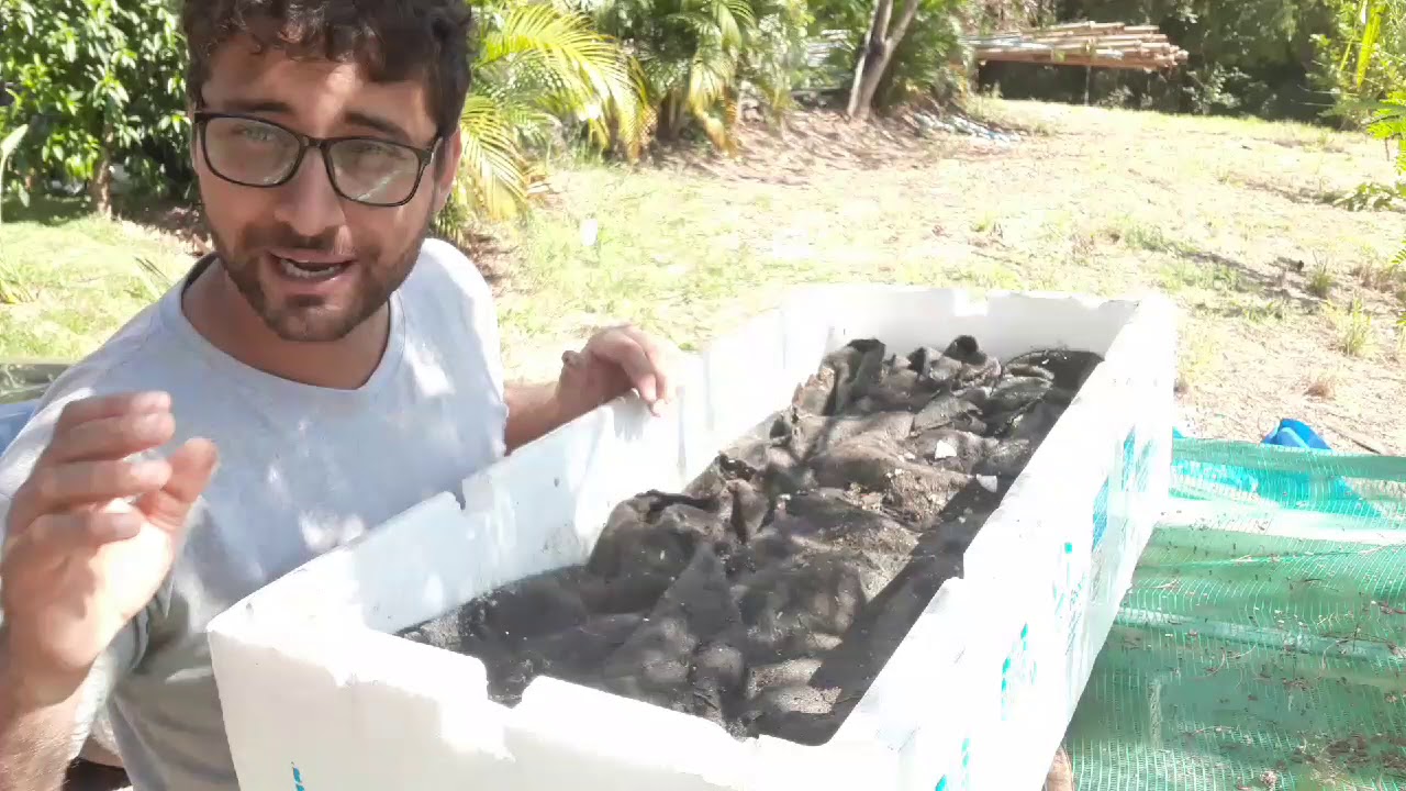 Como fazer bichinho de laranja (Bigorrilho) para tilápia no INVERNO.