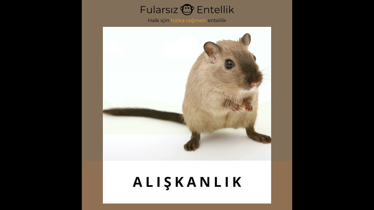 Alışkanlık: Sığınak mı Zincir mi?
