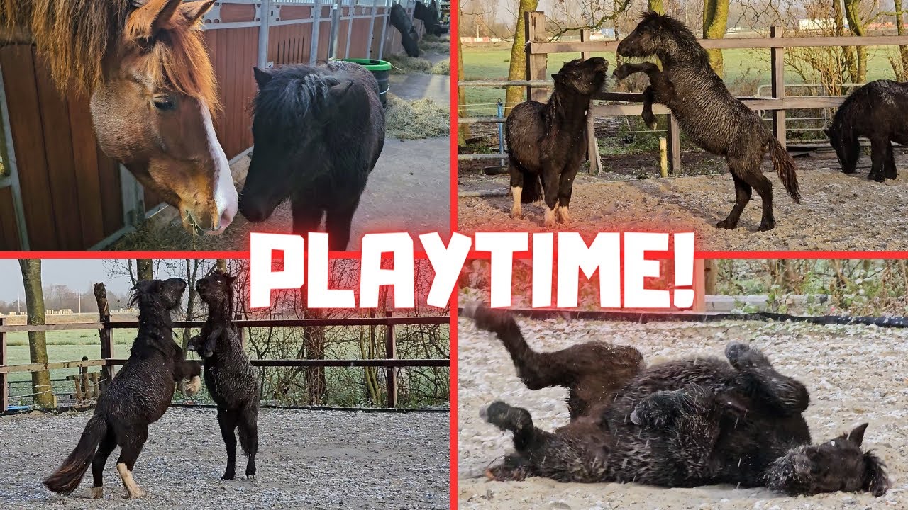 Playtime! | Always in pain! | Snow! | Yuck! | Friesian Horses