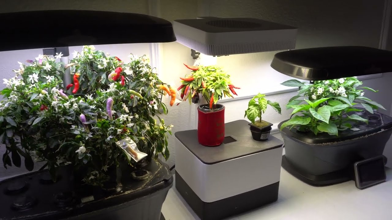 10 Reason You Must Grow Peppers Indoors