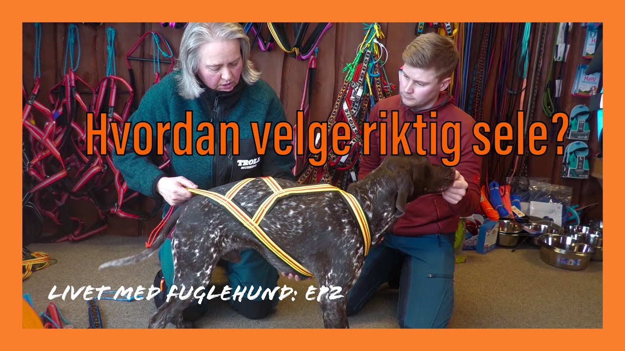 Hvordan velge riktig sele? | Livet med fuglehund