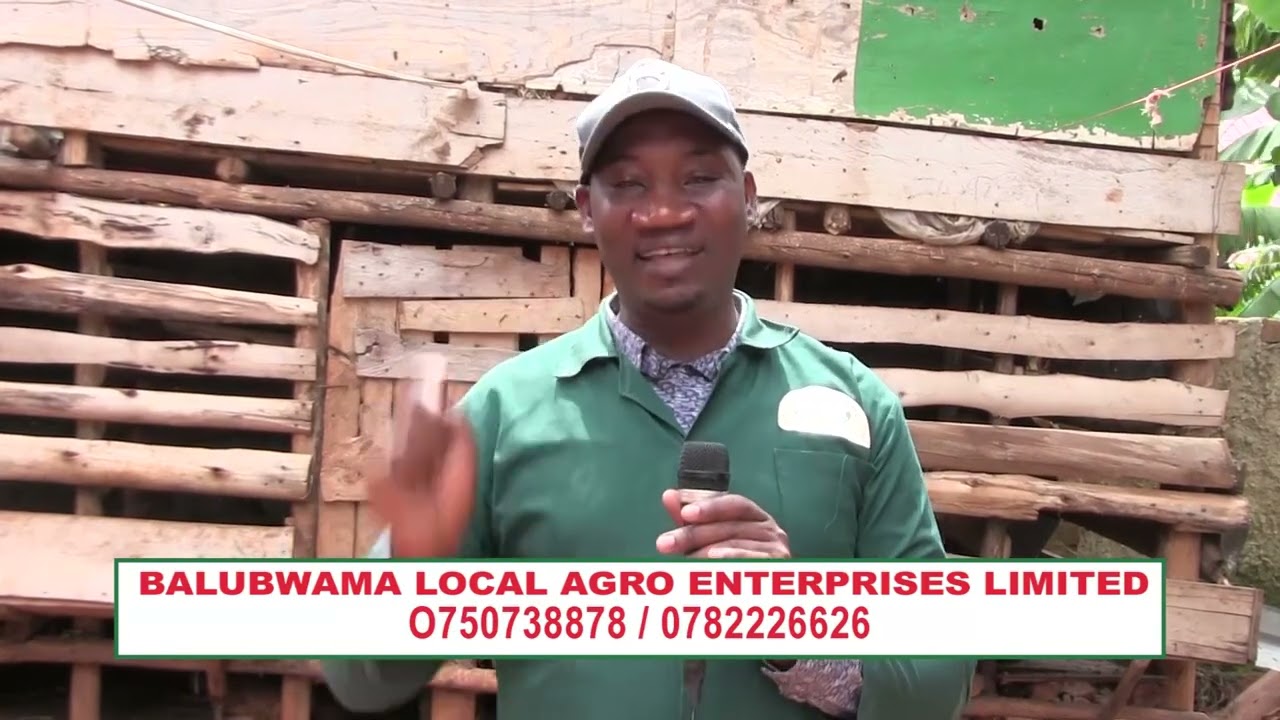 Ensobi zetukola Ku mmere Gyetuwa Enkoko Ku farm