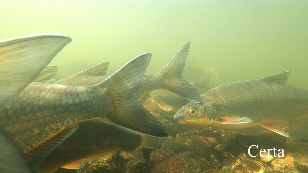 Certy na tarle. Vimba bream spawning