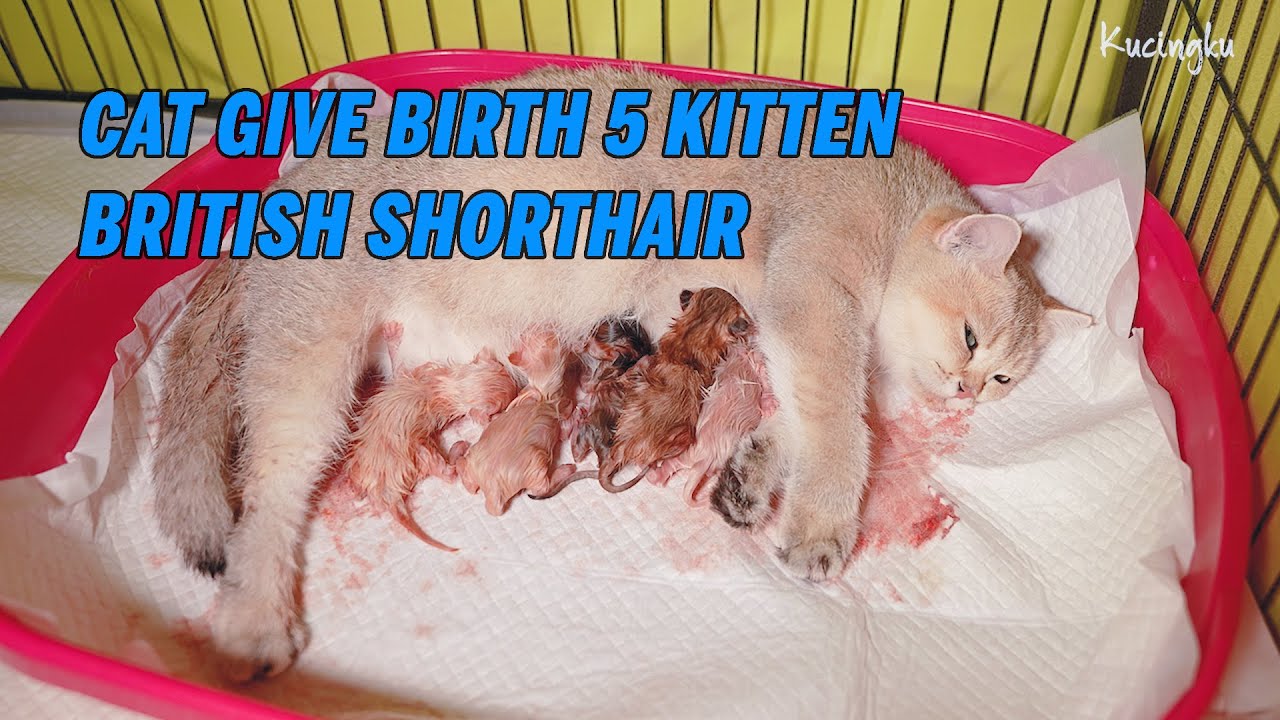 Cat Giving Birth to 5 Kittens With  Different Color Golden (ENG SUB)