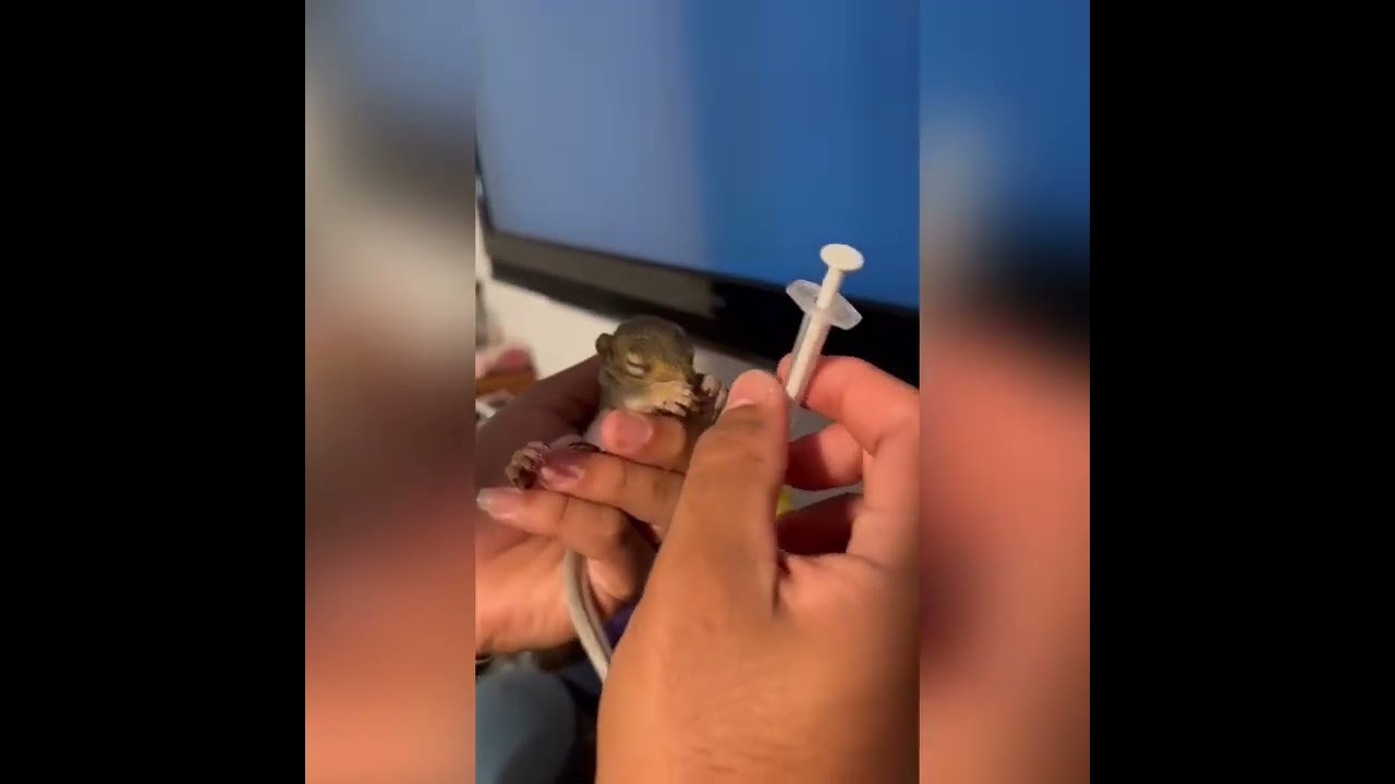 Como alimentar y cuidar a una ardilla bebe. Sígueme para mas