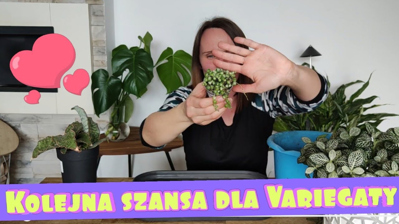 🍀Starzec variegata 🌿Peperomia prostrata 🌵Sanseweria Green Granite 🍀