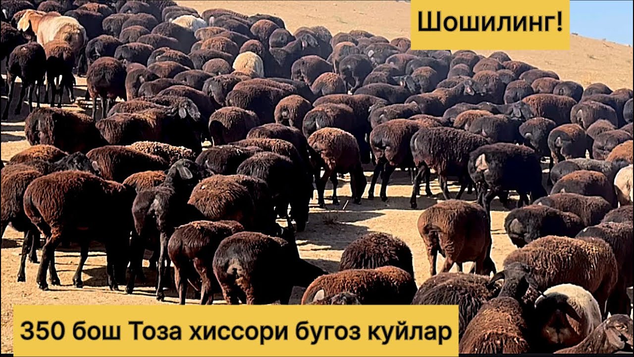 350 бош Тоза хиссори бугоз куйлар! Сотилиб кетган 