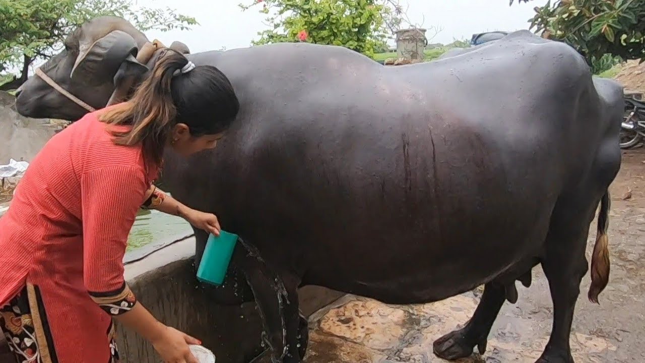 Buffalos cleaning time