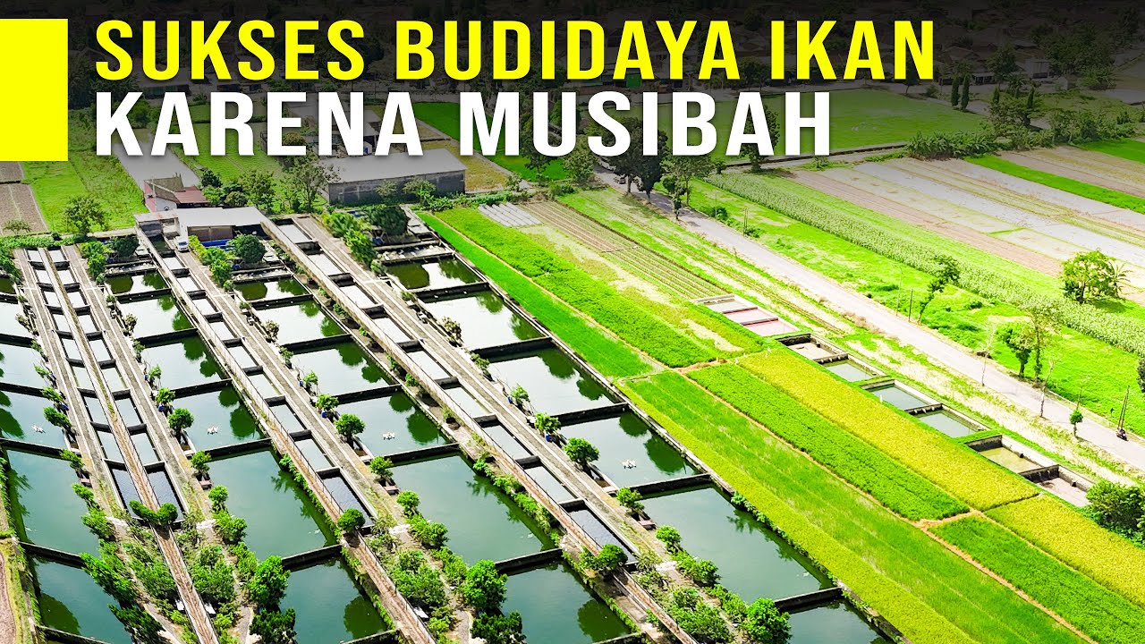 Berawal Dari Musibah Angkutan Pakan Ikan Berakhir Jadi Usaha Budiaya Ikan Sukses