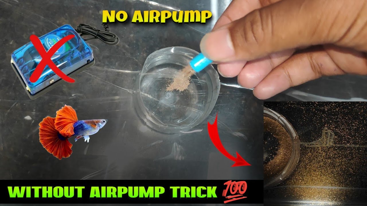 WITHOUT AIRPUMP ARTEMIA HATCHING || AIRPUMP இல்லாமல் ARTEMIA HATCHING || தமிழ்