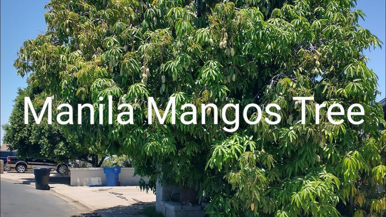 Large Manila Mango Tree