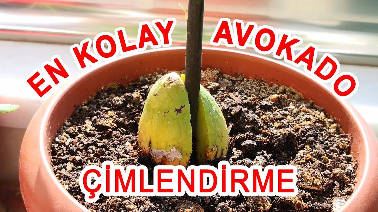 Avokado filizlendirme