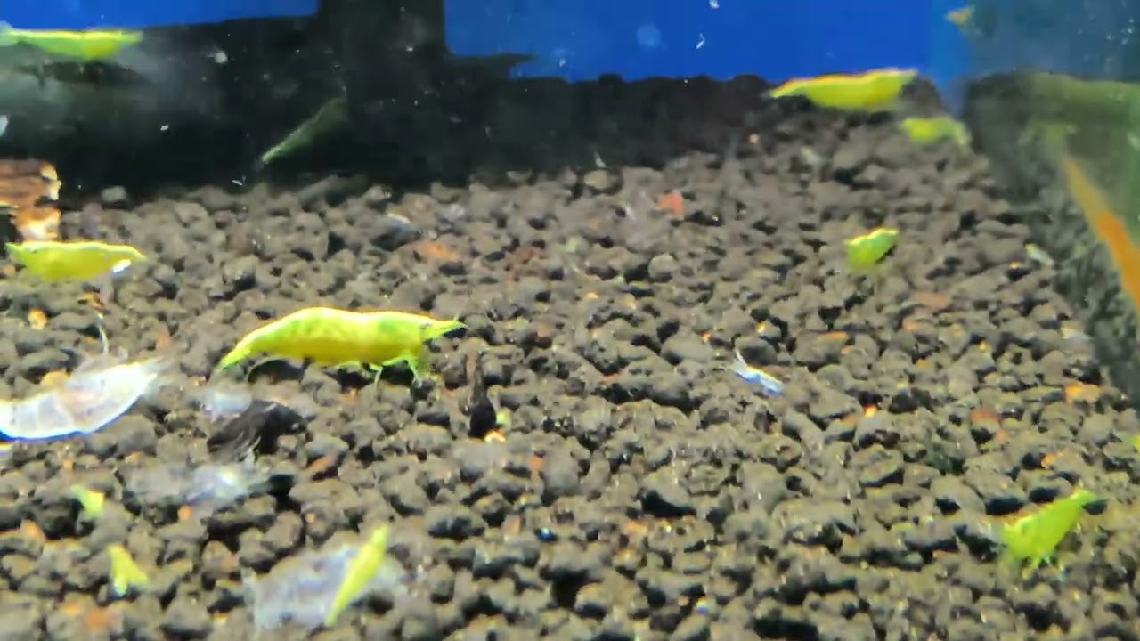 Sarı Ateş Neon Karidesler..