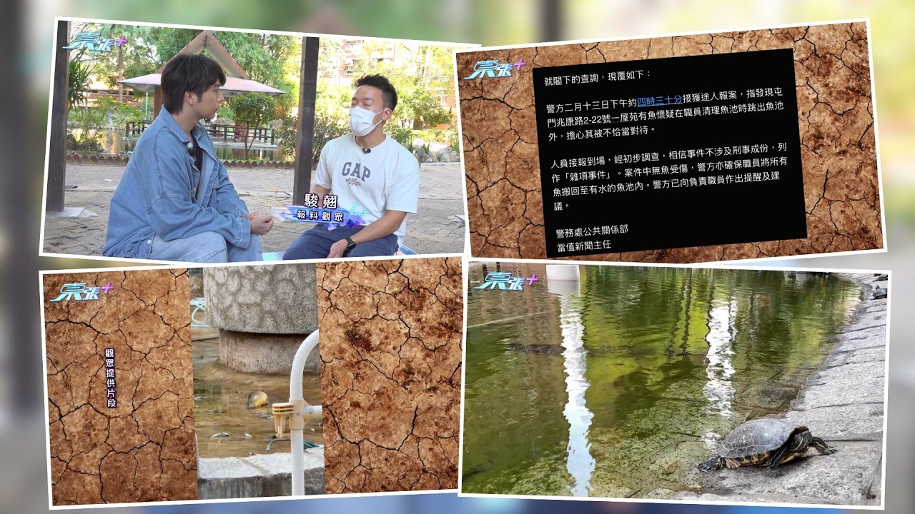 東張西望｜屯門屋苑洗魚池疑整死魚　街坊稱「龍吐珠」都唔見埋？觀眾：眾生平等｜將軍澳｜景林邨｜整死魚｜錦鋰｜龍吐珠｜曾錦燊