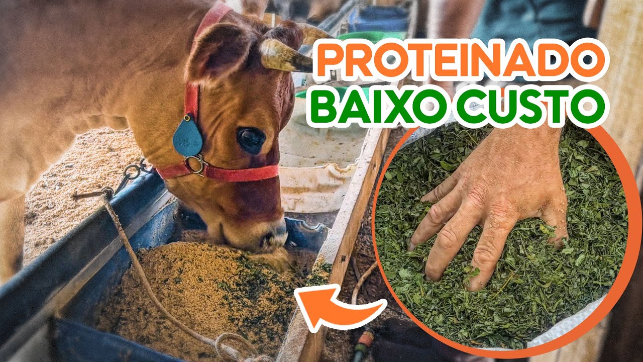 Sal mineral PROTEINADO caseiro de MORINGA 🌿