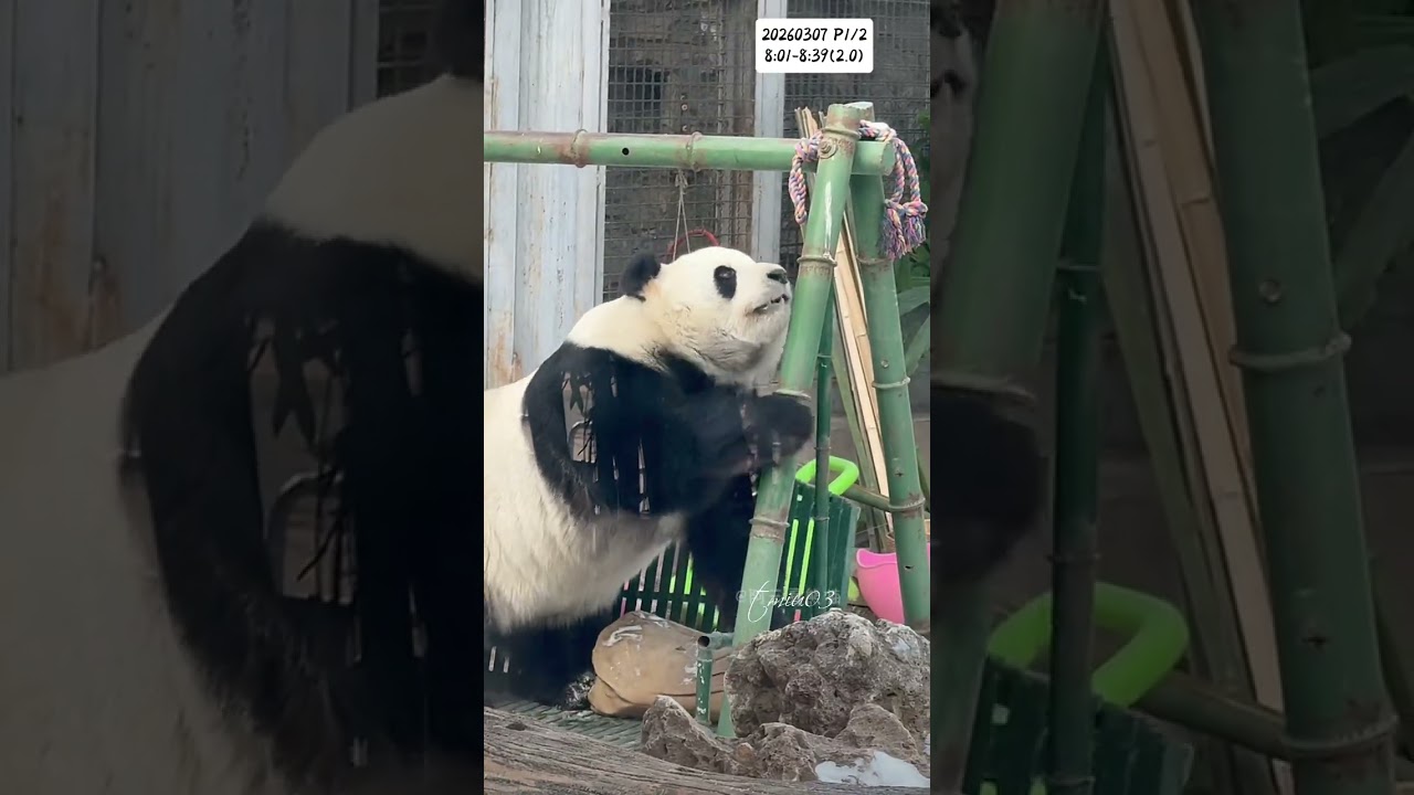 7.3.2026 P1/2 MengLan/萌兰日记