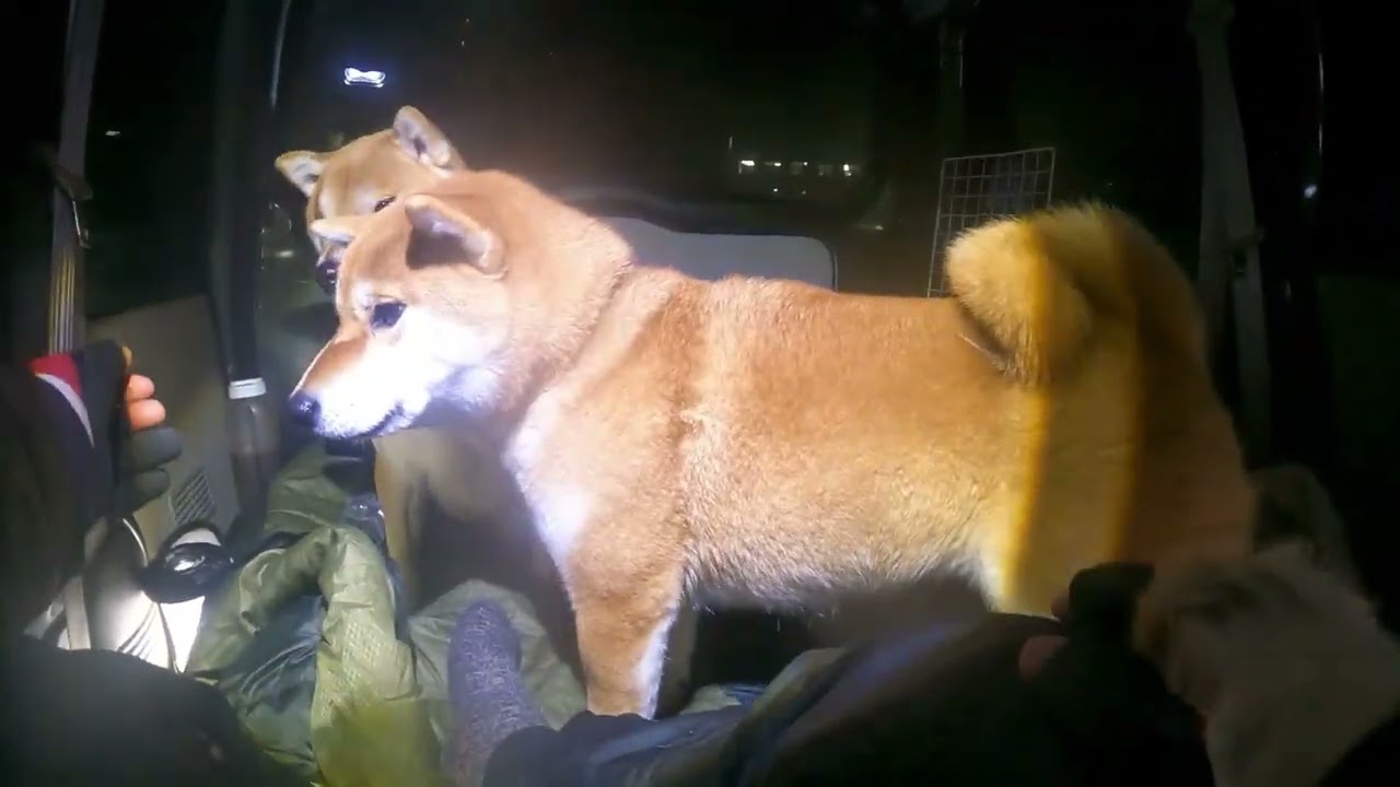 柴犬２頭と雪の函館港、車中泊の夜