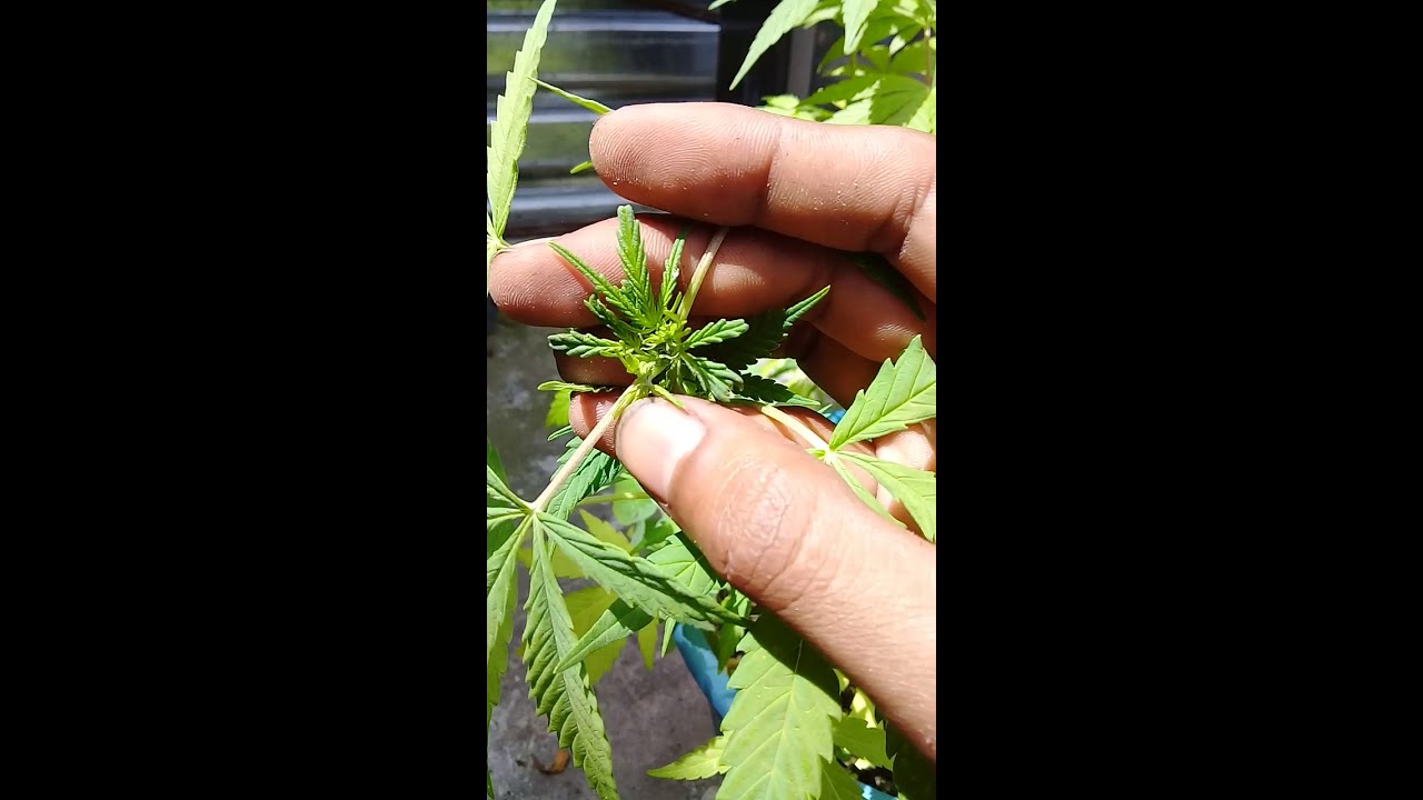 Sexado planta de Cannabis  (Marihuan@). Diferencia entre hembra y macho