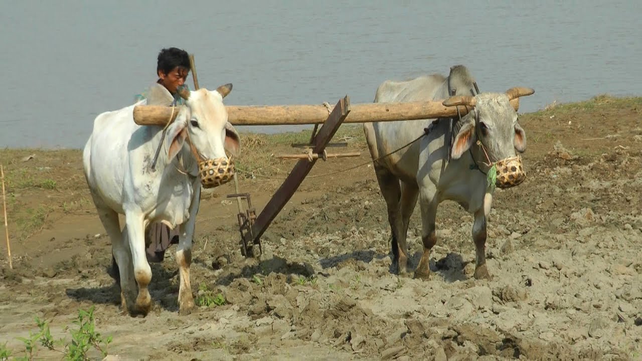 MYANMAR (BURMA) village life at Wetkyi-in