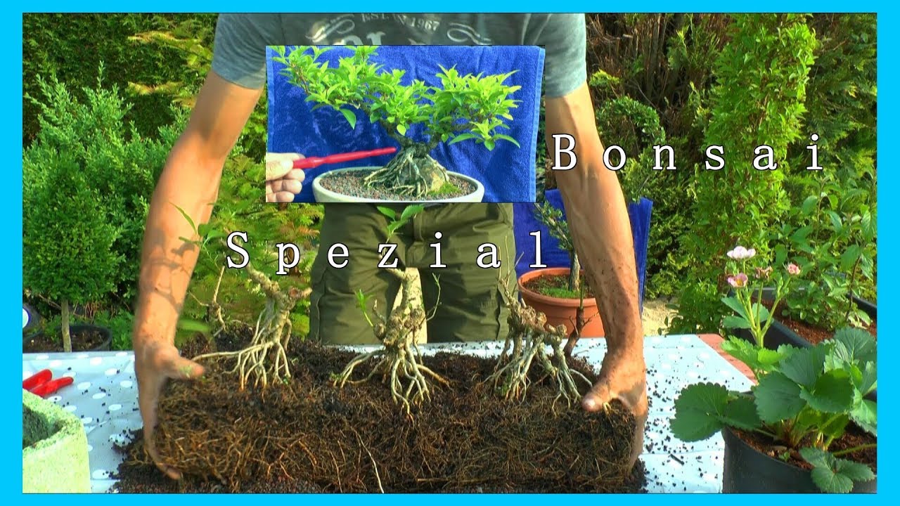 Projekt Bonsai starten wir wollen nicht mehr warten ja es wird genial mt dem miniatur Bäumen