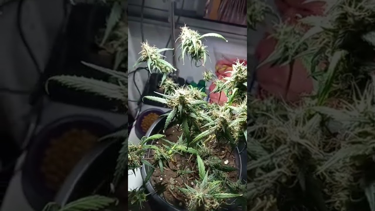 colheita prenseeds