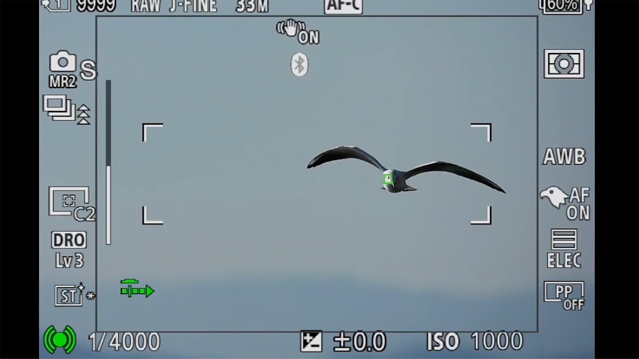 【ソニー α7 V 実写チェック】鳥の被写体認識＆連写性能